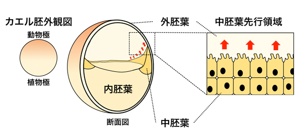 fig1.jpg