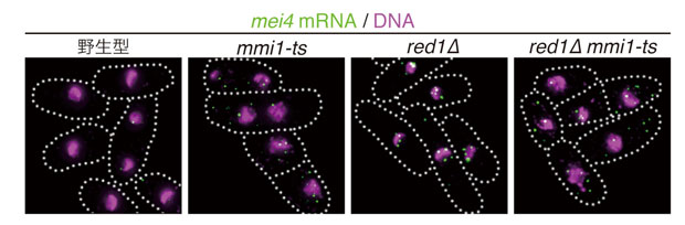 fig2.jpg