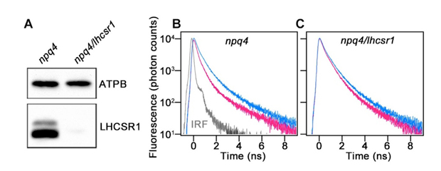 fig1.jpg