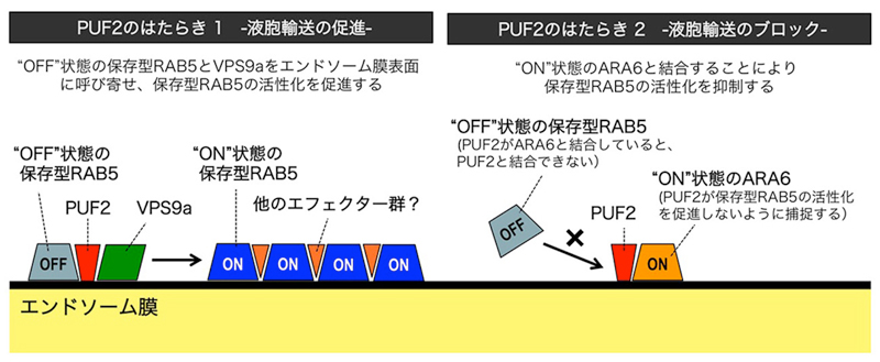 fig2.jpg