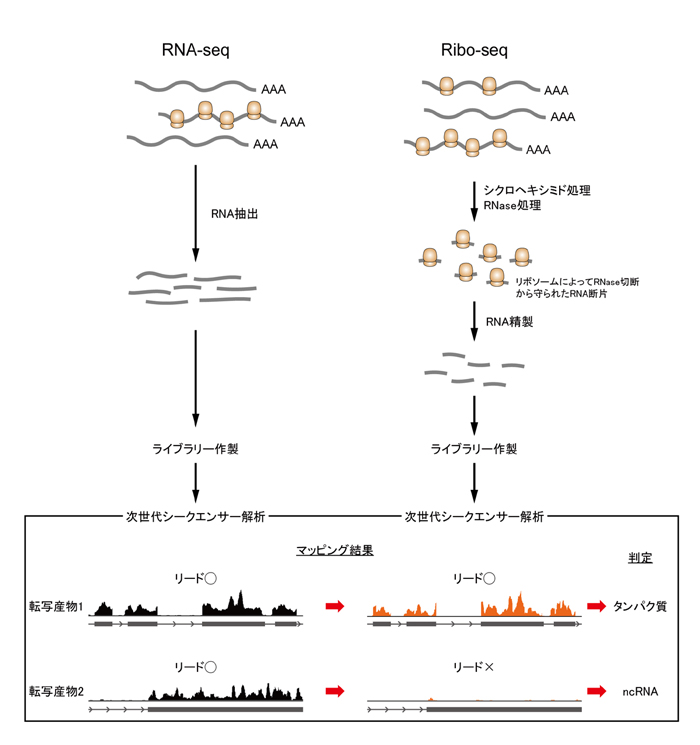 fig2.jpg