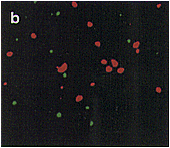 Fig.1 b