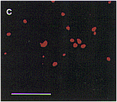 Fig.1 c