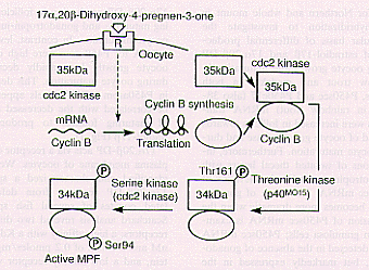 Fig.2