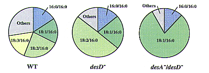 Figure. 1