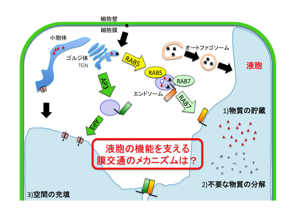 液胞輸送