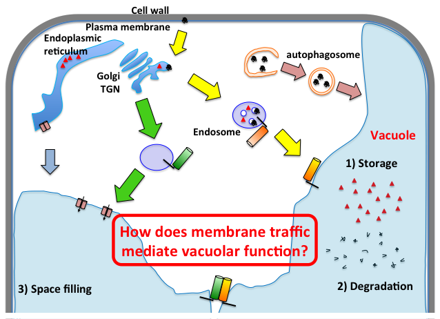 Plant vacuolar functions and vacuolar trafficking pathways