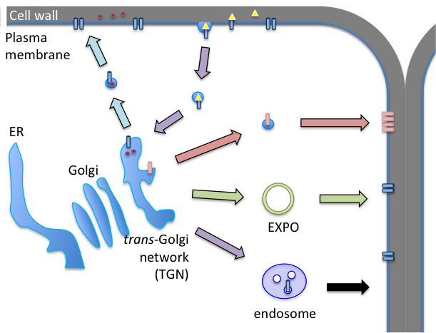 Secretory/exocytic and endosomal recycling pathways in plant cells