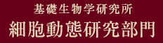 基礎生物学研究所 細胞動態研究部門