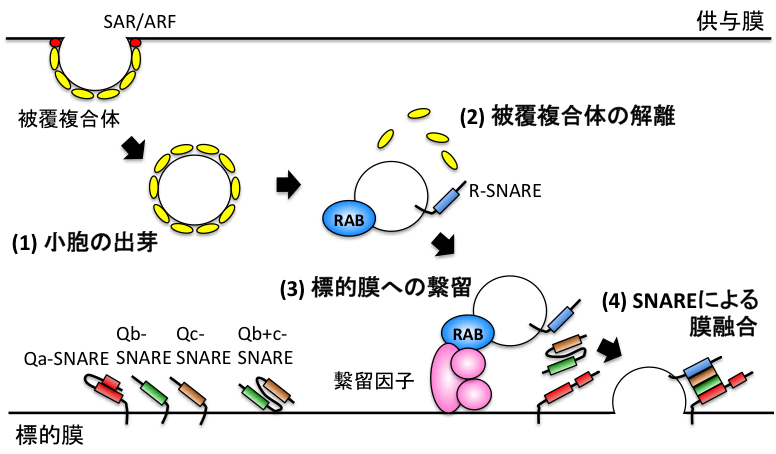 膜交通の模式図