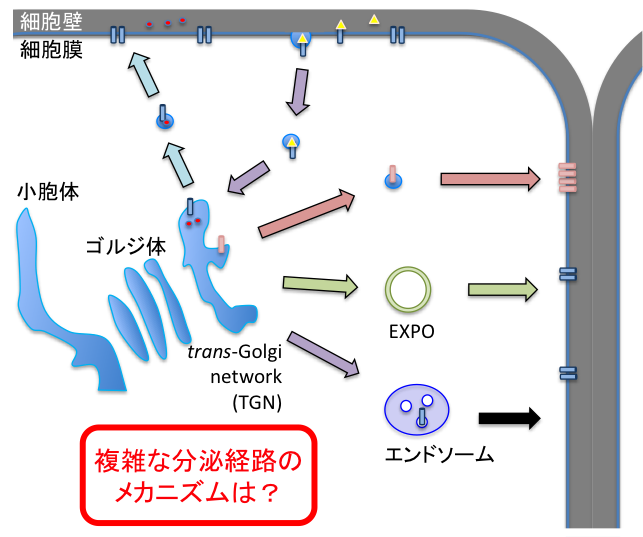 植物細胞における分泌経路の模式図