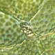 Marchantia polymorpha L.