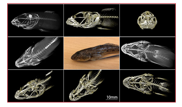 20201106_biforum14th_microCT-fish.jpg