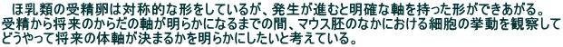 　ほ乳類の受精卵は対称的な形をしているが、発生が進むと明確な軸を持った形ができあがる。 受精から将来のからだの軸が明らかになるまでの間、マウス胚のなかにおける細胞の挙動を観察して どうやって将来の体軸が決まるかを明らかにしたいと考えている。