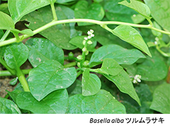 ツルムラサキ科 Basellaceae Japaneseclass Jp