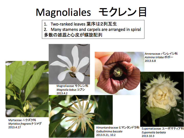 Magnoliales