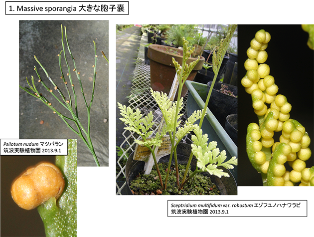 共有派生形質_大きな胞子嚢