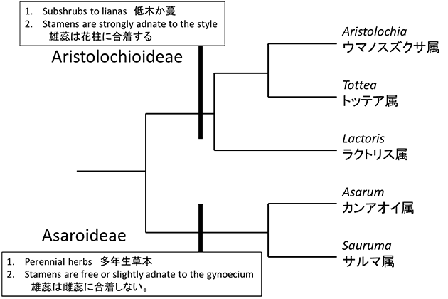 ウマノスズクサ科の系統樹