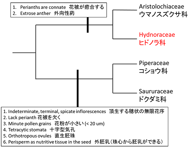 コショウ目の系統樹