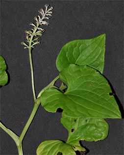 ジムノテカ属_01