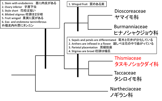 ヤマイモ目の系統樹