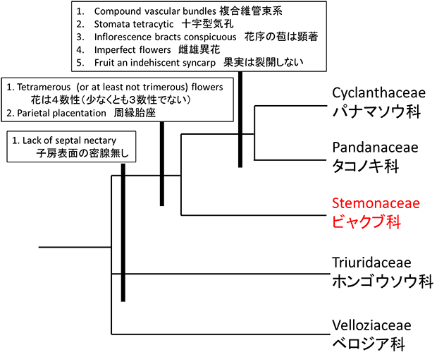 タコノキ目の系統樹