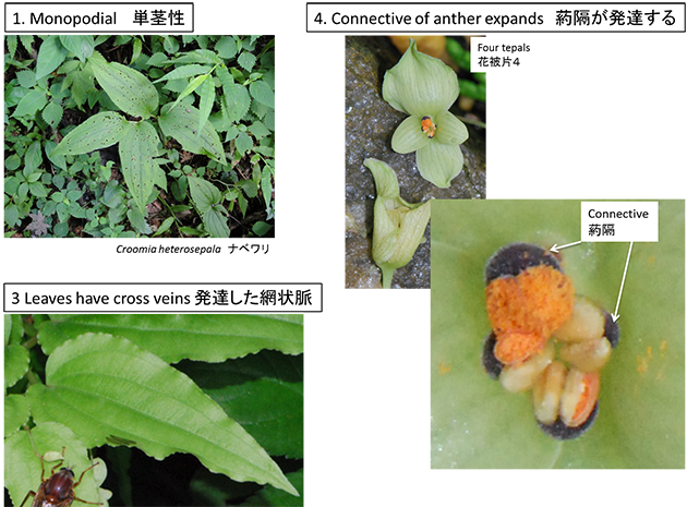 ビャクブ科の派生形質