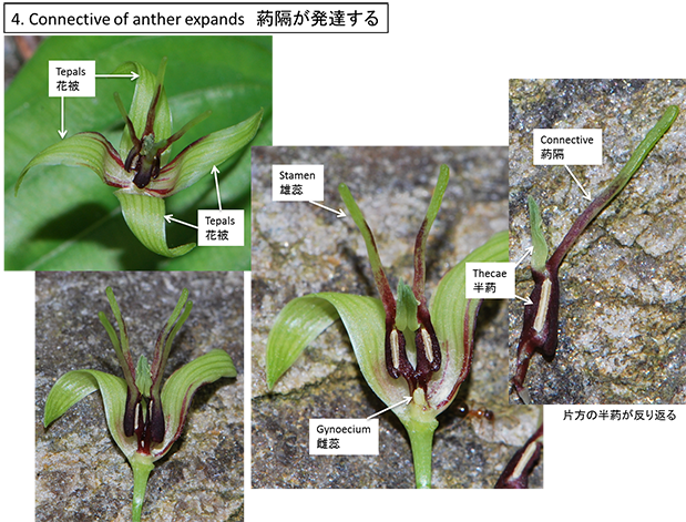 ビャクブ科の派生形質_02