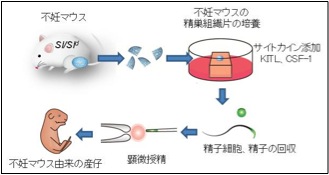 Newsrelease_Ogawa_PNAS