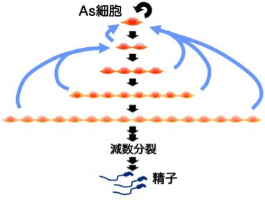 新説Asモデル