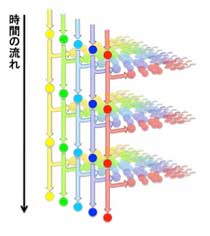 非対称分裂する幹細胞