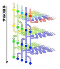 幹細胞のふるまい新説