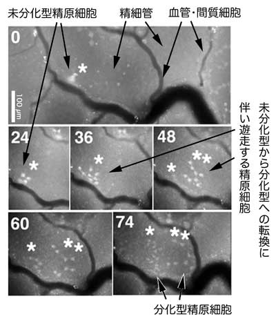 未分化型精原細胞の精巣内ニッチと分化に伴う移動