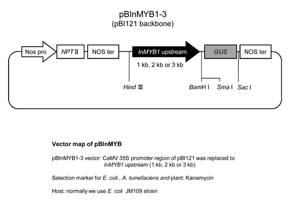 pBInMYB1-3