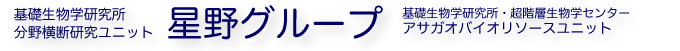 Hoshino Group::National Institute for Basic Biology