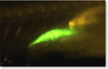 olvas-GFP-transgenics