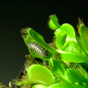 Dionaea_muscipula.jpg