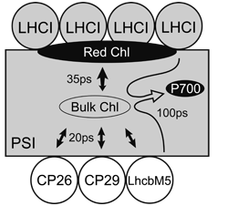 PSI-LHCI/LHCII超複合体内のエネルギー移動モデル