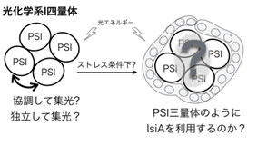 河合 寿子