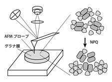 山本班