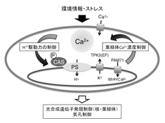 椎名班