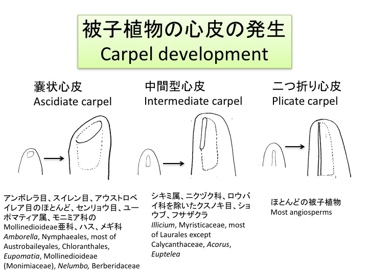 心皮の多様性 Diversity of carpels | 植物発生進化学：読む植物図鑑 Plant Development and ...