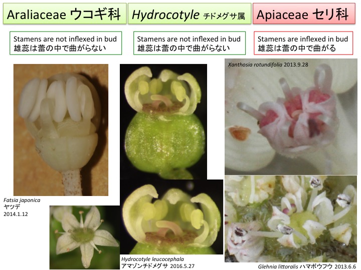 Araliaceae Hydrocotyloideae ウコギ科チドメグサ亜科 | 植物発生進化学：読む植物図鑑 Plant ...