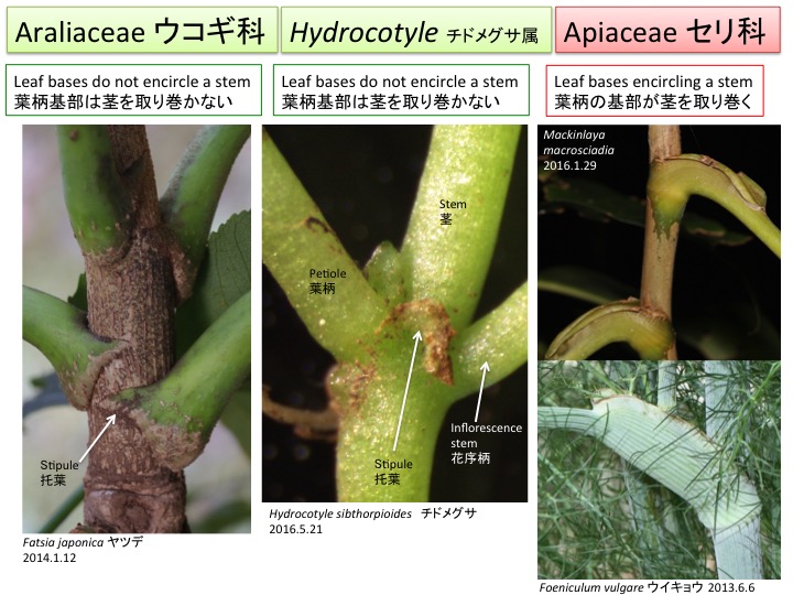 植物発生進化学：読む植物図鑑 Plant Development and Evolution | Mitsuyasu Hasebe ...