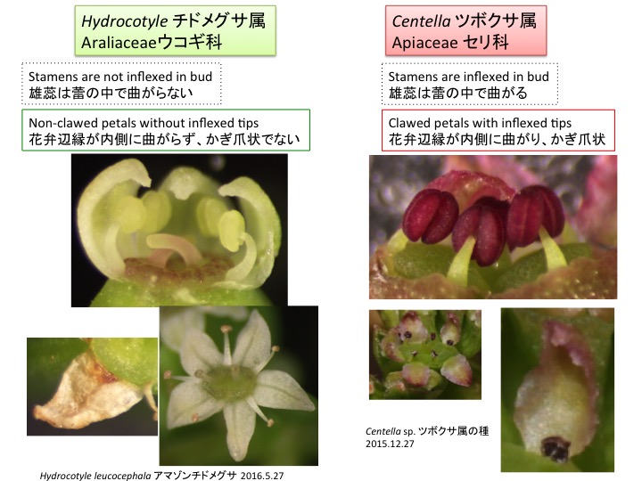 Araliaceae Hydrocotyloideae ウコギ科チドメグサ亜科 | 植物発生進化学：読む植物図鑑 Plant ...