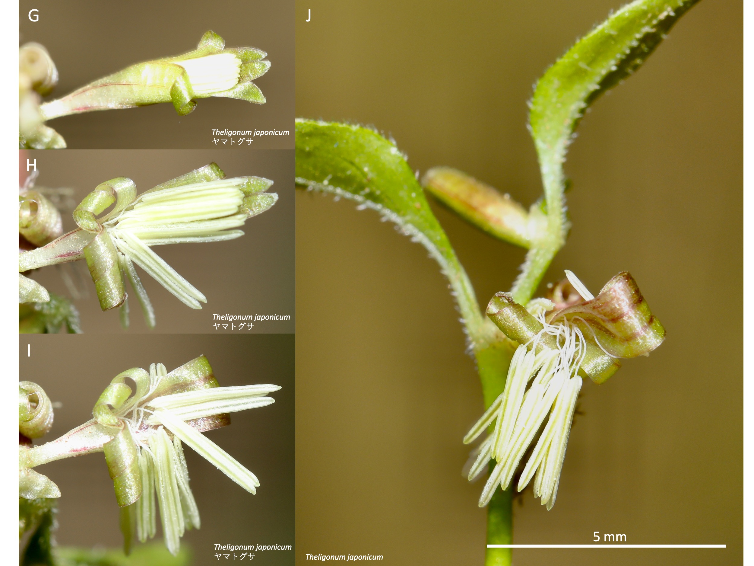 ヤマトグサの雄花  Male flowers of Theligonum japanicum