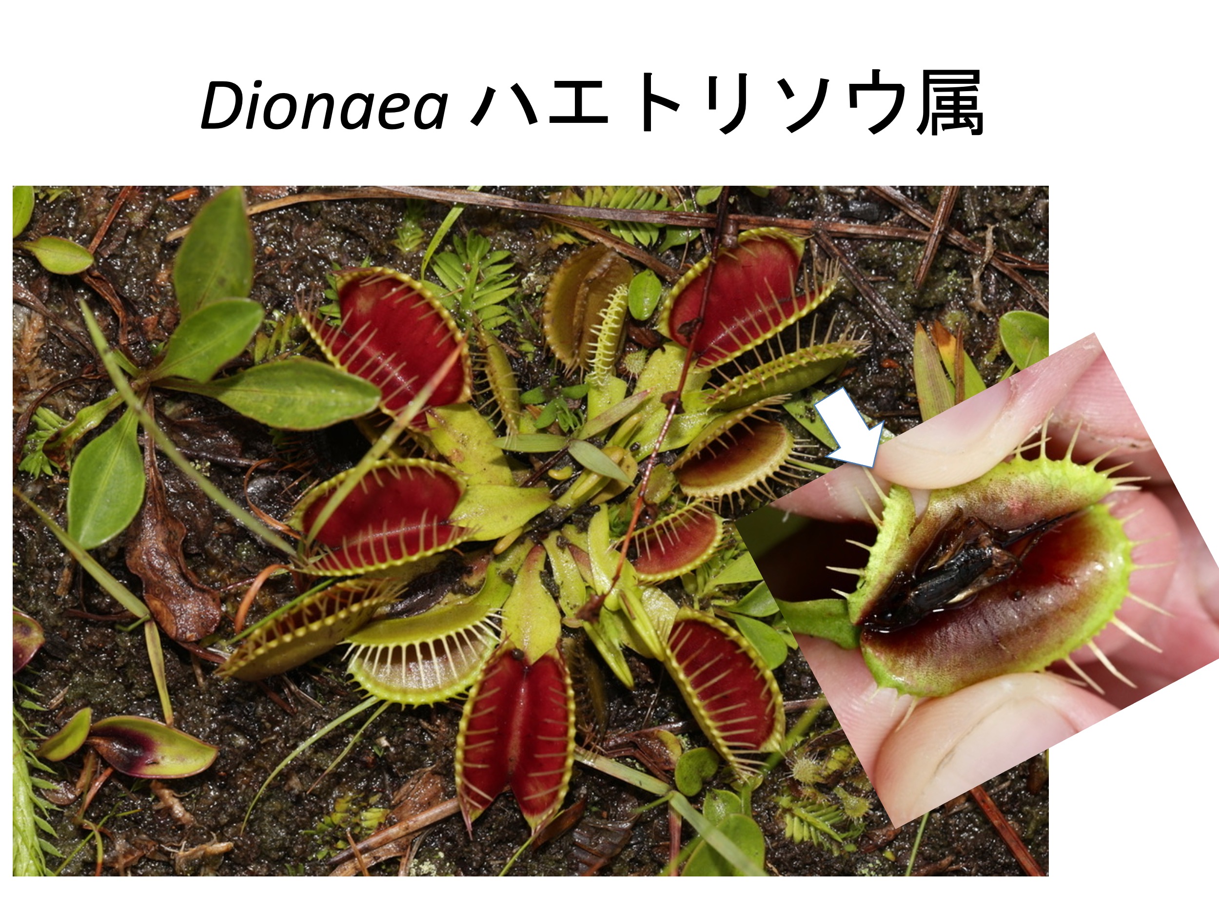 食虫植物　ハエトリソウ　Dionaea 　Iron Maiden（アイアンメイデン） Dionaea Iron Maiden -食虫植物 パルダリウム 熱帯植物 山野草