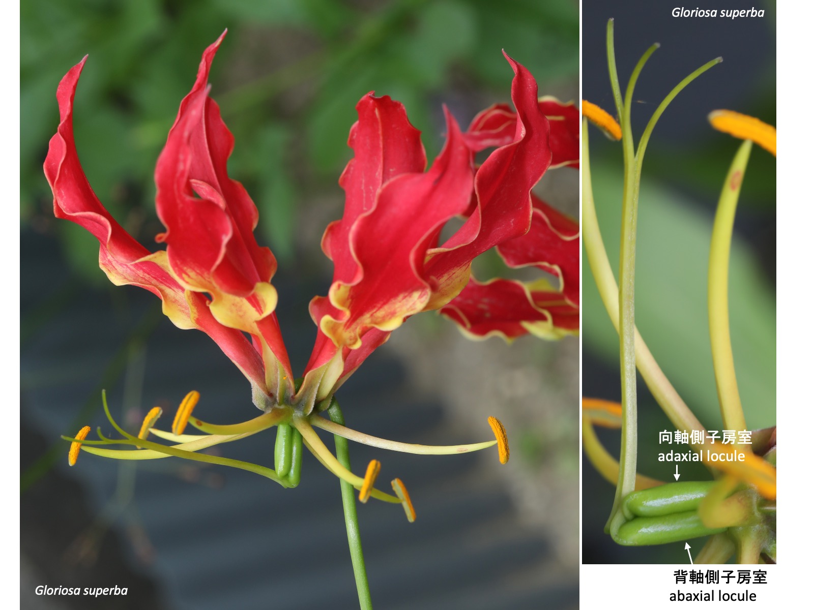 グロリオサ属 Gloriosa | 植物発生進化学：読む植物図鑑 Plant