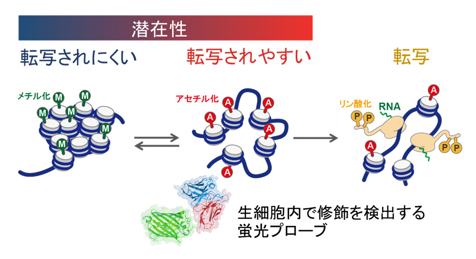 細胞核・クロマチン構造のダイナミクスと遺伝子制御