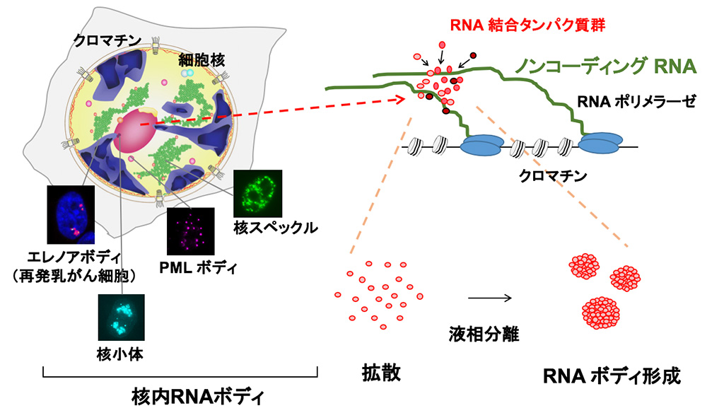 核内RNAボディによるクロマチン制御機構の解明